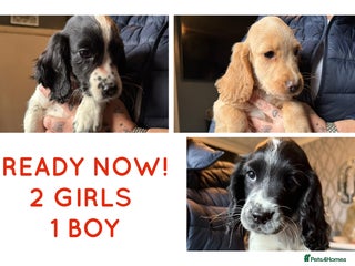 Cocker Spaniel dogs REDUCED & READY NOW 2 girls & 1 boy COCKERS - Advert 4