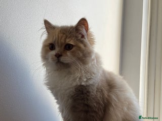 British Longhair cats for sale - Advert 1
