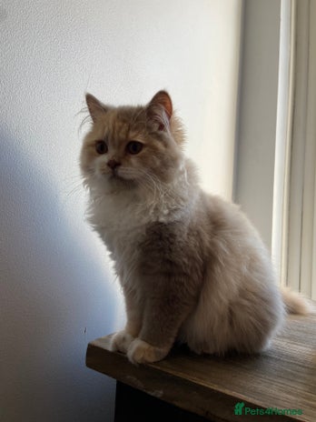 British Longhair cats - Advert 14