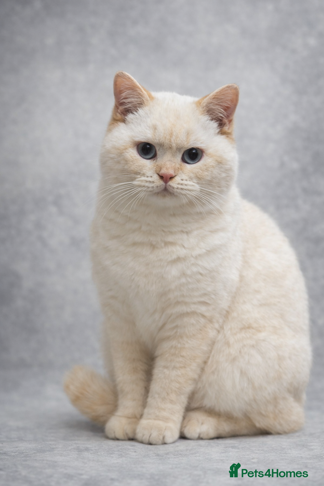 British Shorthair cats for sale: 24 Week Old RARE Red Point British Shorthair Boy - Advert 4