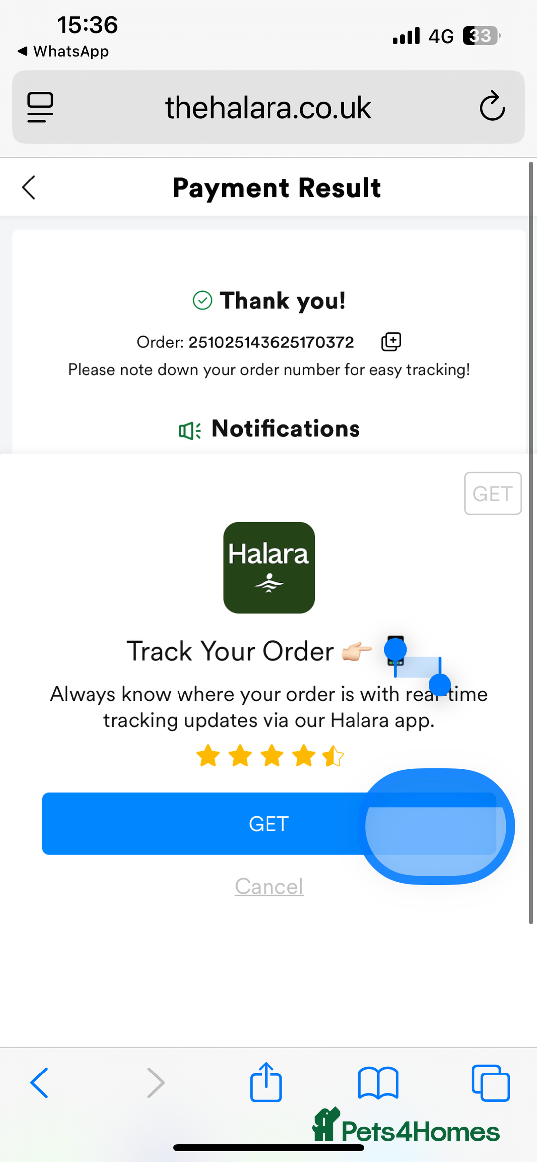 Persian cats for sale: Seal Colourpoint Persian Kittens - Image 16