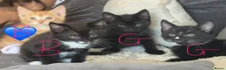 Mixed Breed cats for sale: Mixed breed kittens  in Leamington Spa - Advert 3