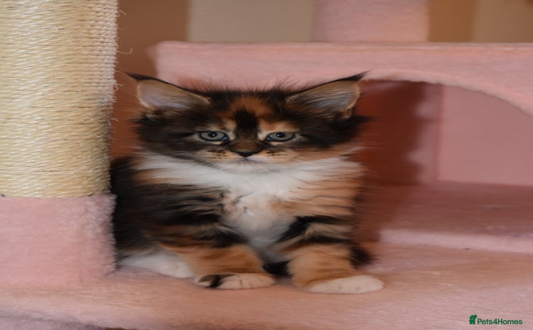 Maine Coon cats - Advert 1