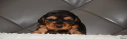 Cocker Spaniel dogs for sale: Kc Reg Show Type Cocker Spaniel  Health Tested - Advert 17