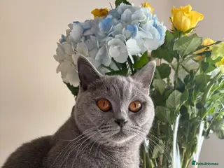 British Shorthair cats British short hair kittens - Advert 1