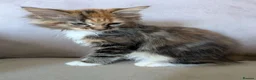 Maine Coon cats for sale: Beautiful Mainecoon X Ragdoll kittens 3 available. - Advert 9