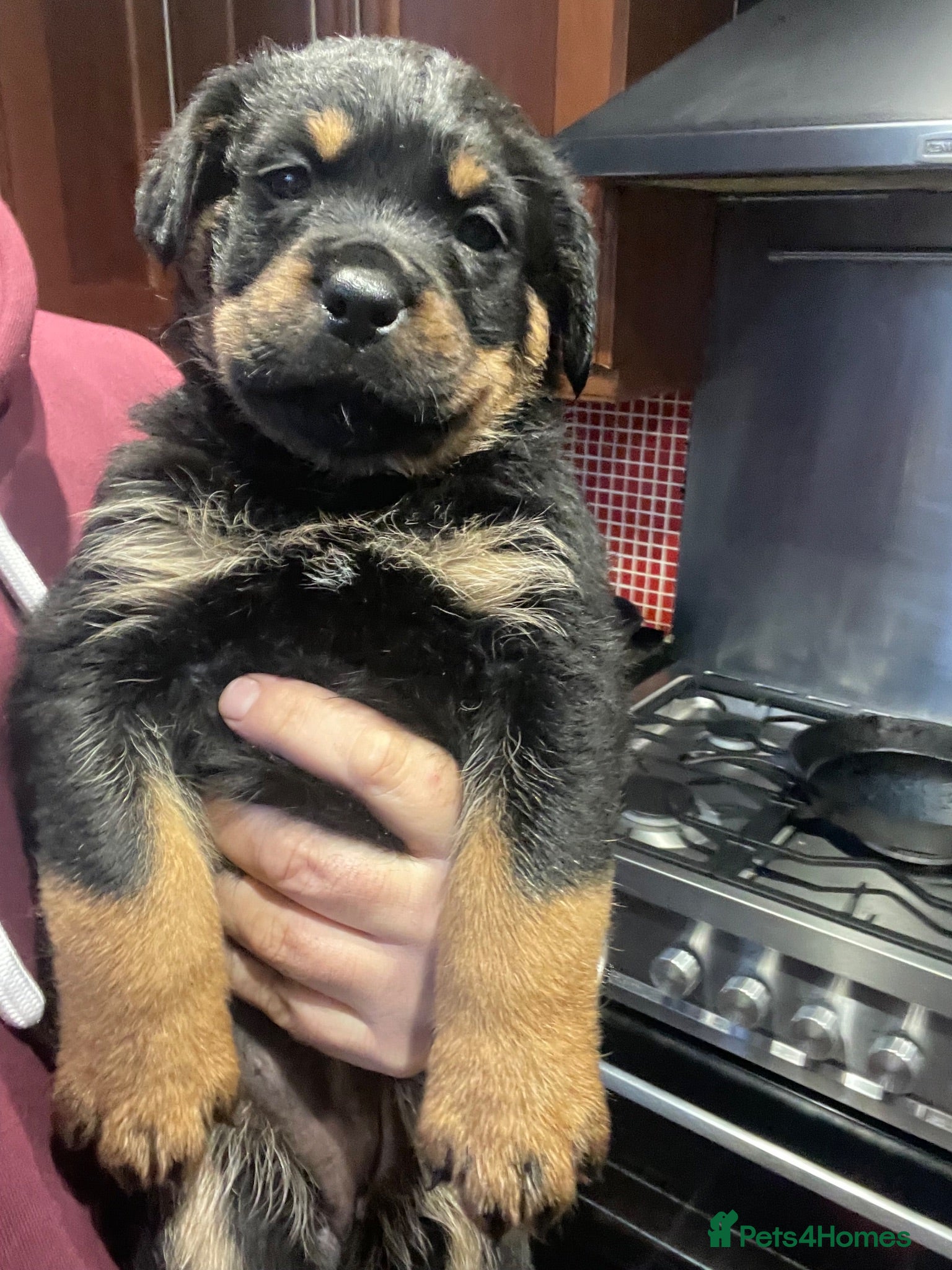 Mixed Breed dogs Rottweiler x Rottweiler x Akita  - Advert 2