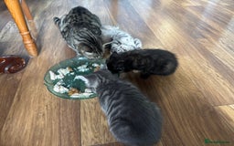 Mixed Breed cats for sale: Kittens (£250-£80) - Image 27