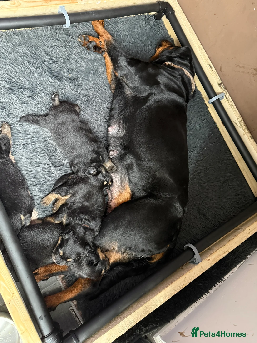 Mixed Breed dogs for sale: Rottweiler/hucky, malamute puppies  - Advert 13