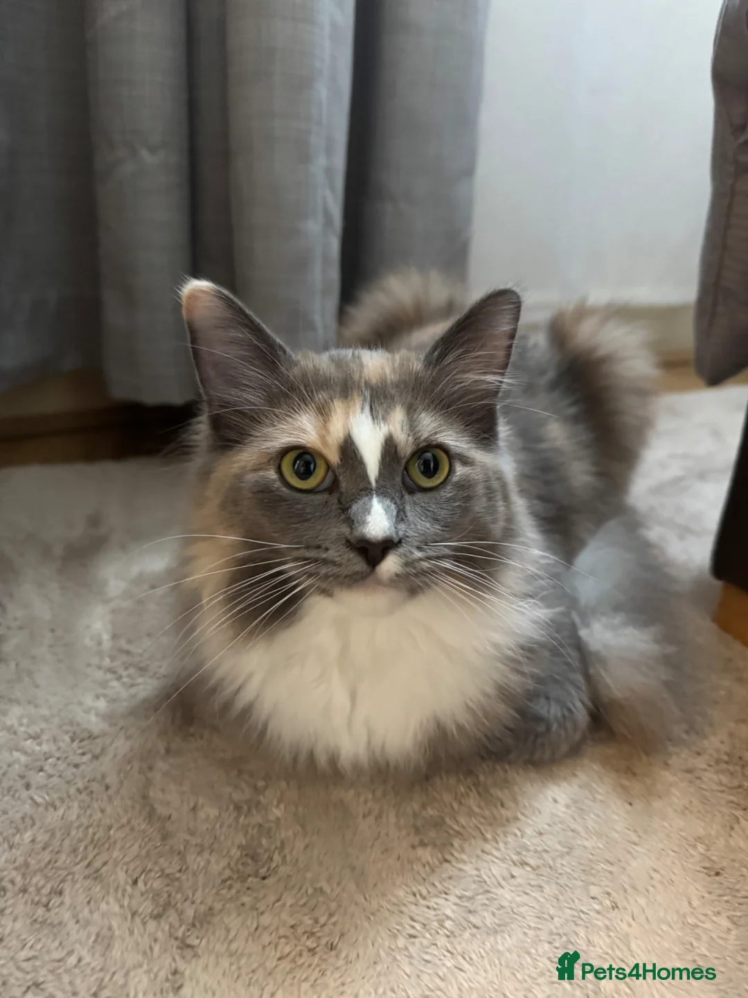 Ragdoll cats for sale: Very unique Ragdoll Cherubim  - Advert 6