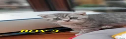 British Shorthair cats for sale:  Blue Snow Leopards looking for forever family in Croydon - Advert 19