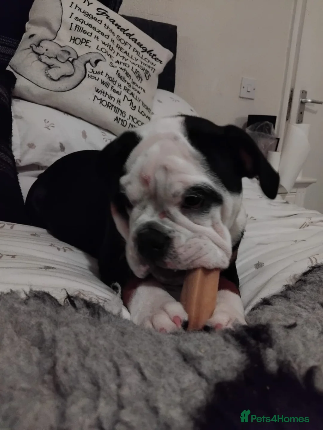 English Bulldog dogs for sale: Gorgeous English bulldog puppy NEBBR REGISTERD - Advert 25