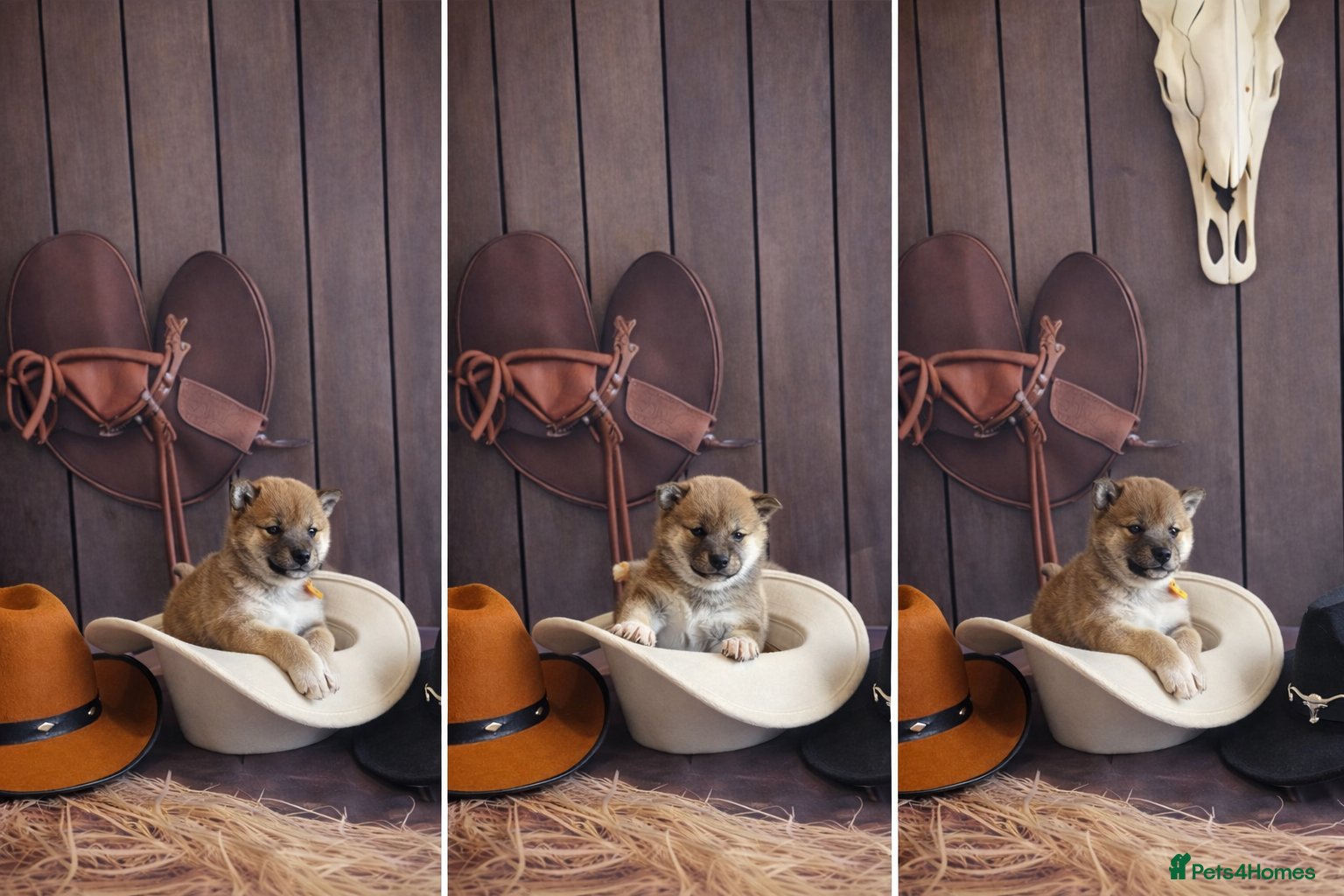 Japanese Shiba Inu dogs Outstanding Japanese Shiba Inu - Advert 4