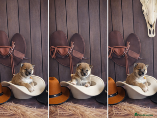 Japanese Shiba Inu dogs Outstanding Japanese Shiba Inu - Advert 1