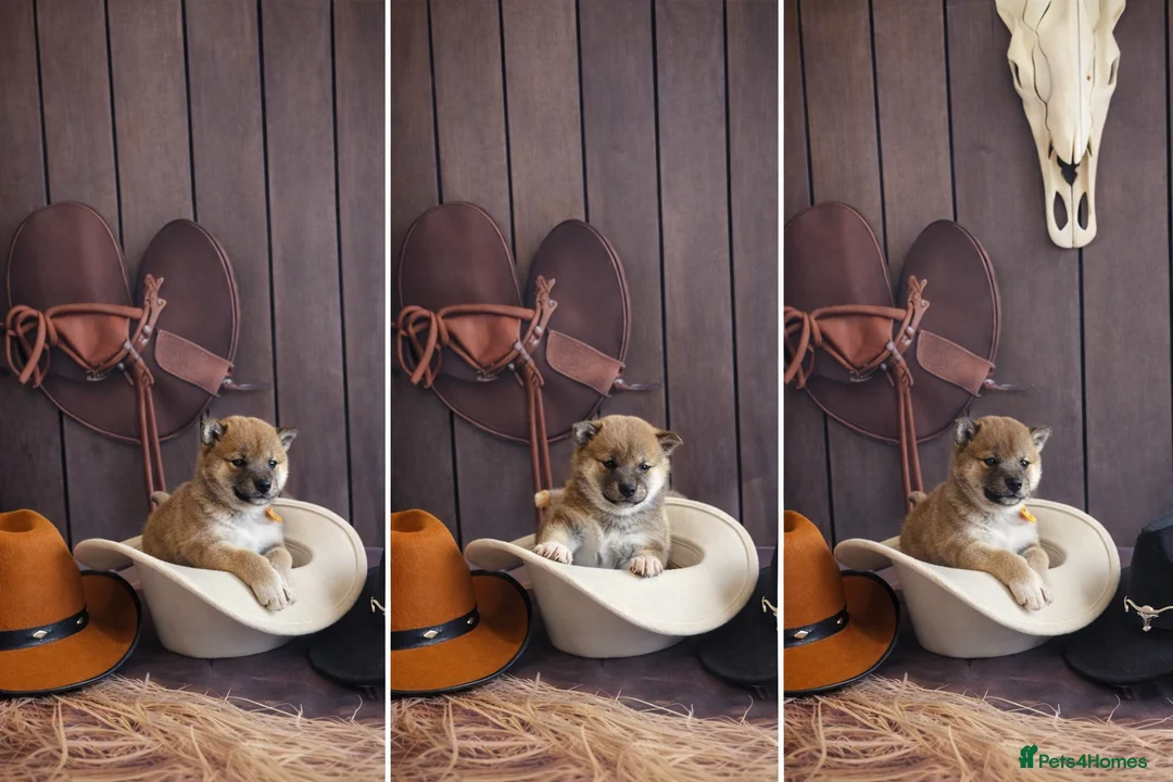 Japanese Shiba Inu dogs for sale: Outstanding Japanese Shiba Inu - Advert 1