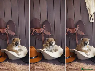 Japanese Shiba Inu dogs Outstanding Japanese Shiba Inu - Advert 4