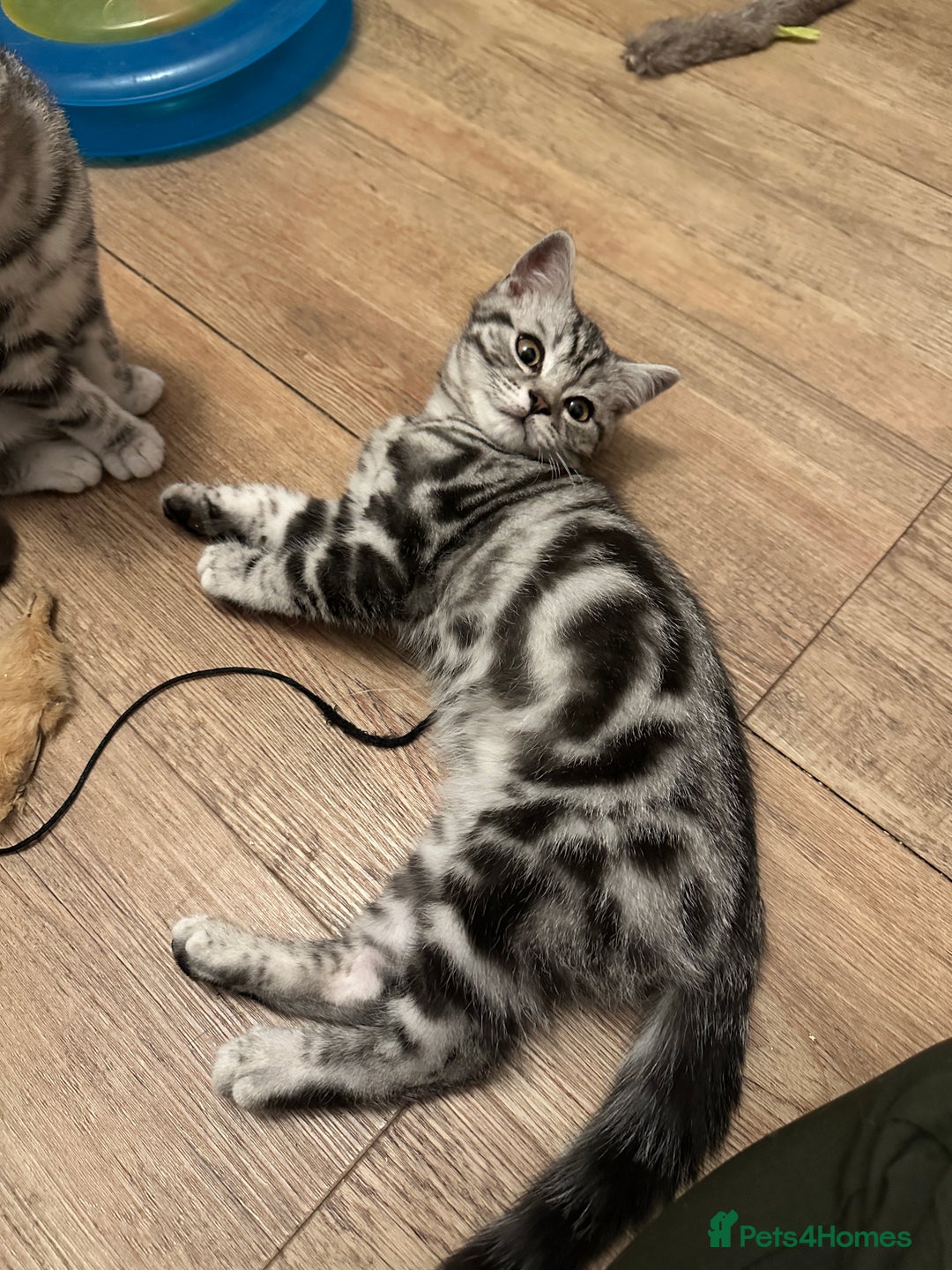 British Shorthair cats for sale: Silver Tabby BSH GCCF registered Kittens - Image 4