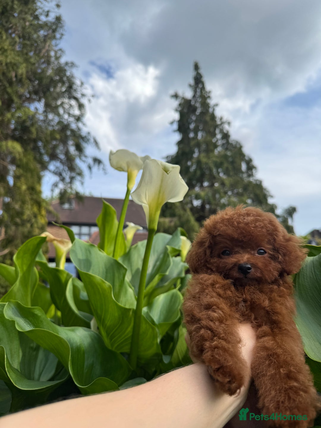 Toy Poodle dogs for sale: Asian Poodle Girl  in London - Image 15