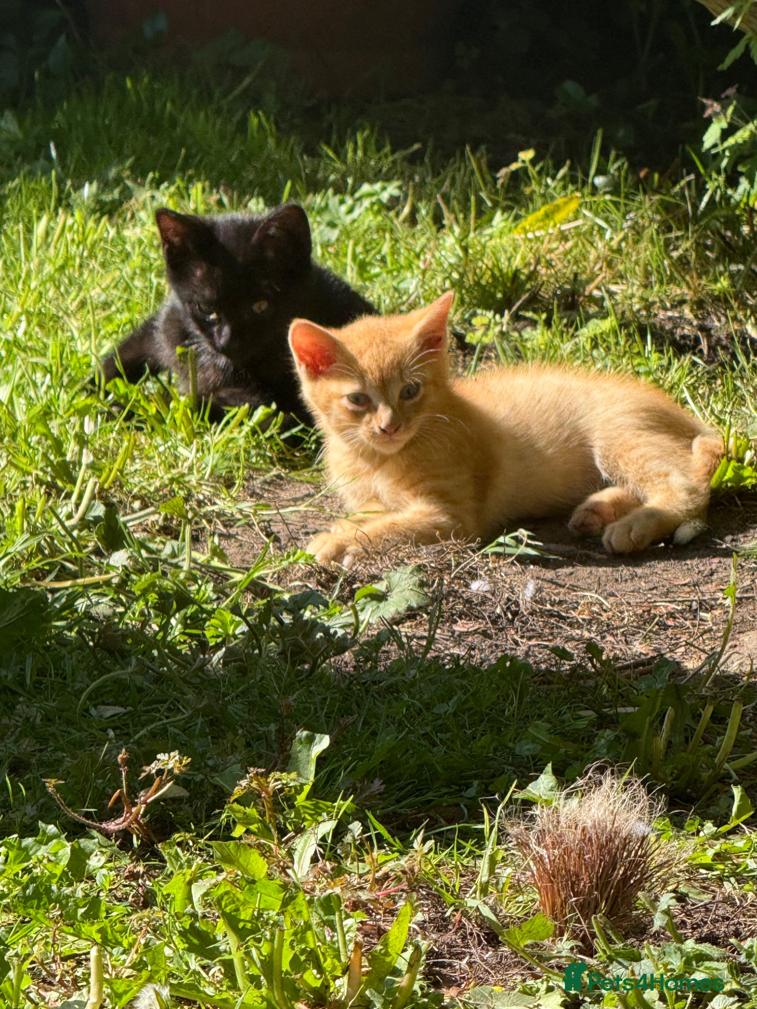 Mixed Breed cats Ginger Kitten £165 Manchester  - Advert 1