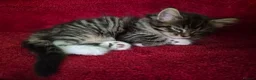 Mixed Breed cats for sale: Main Coon Mix - Advert 22