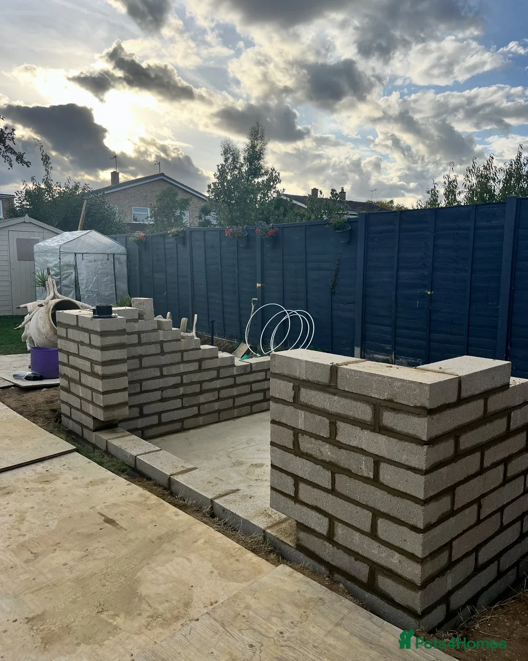 Koi Carp fish for sale: MASSIVE WINTER KOI SALE - 50% off - Advert 15