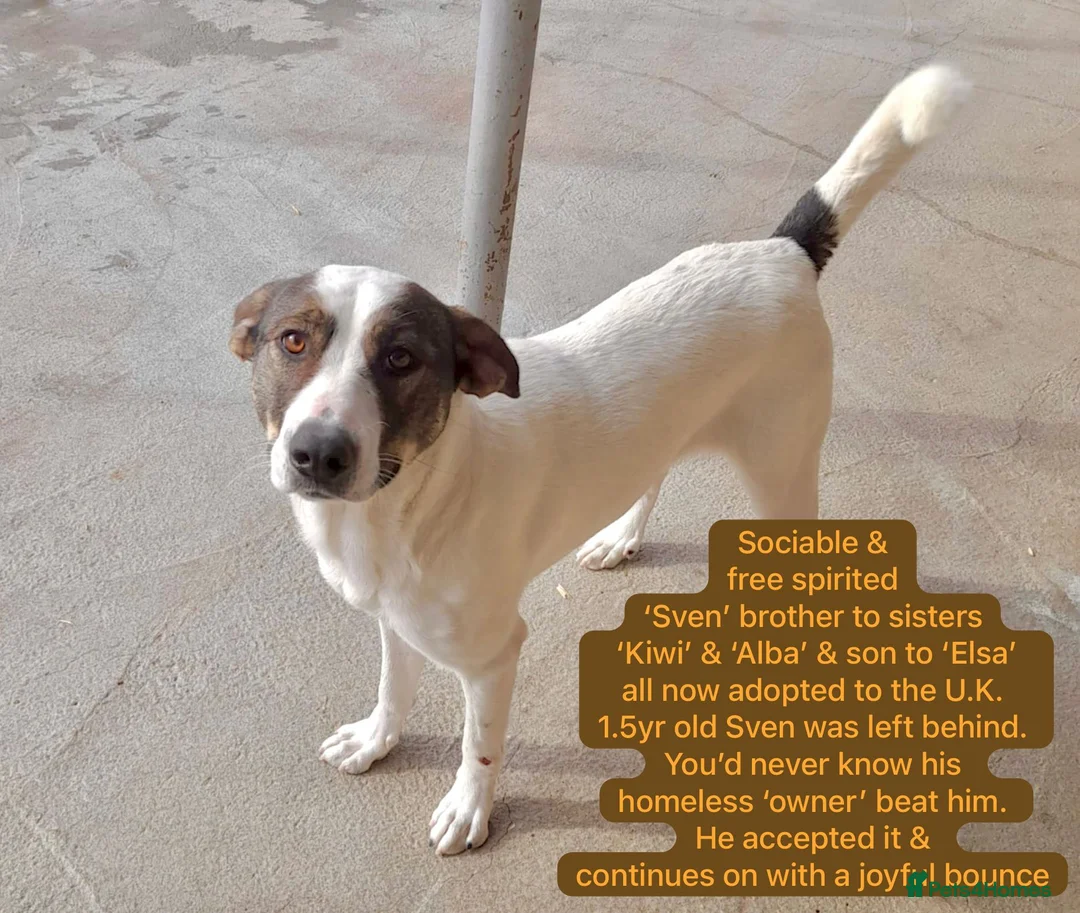 Mixed Breed dogs for adoption: Sven, 1.5 yrs approx.Available for adoption. - Advert 1
