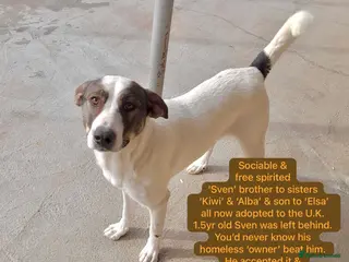 Mixed Breed dogs Sven, 1.5 yrs approx.Available for adoption. - Advert 4