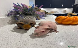Guinea Pig rodents for sale: X2 one year old super cute skinny pigs  - Image 10