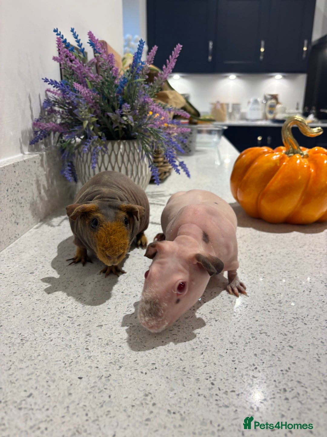 Guinea Pig rodents for sale: X2 one year old super cute skinny pigs  - Image 10