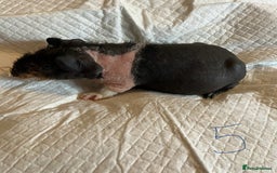 Guinea Pig rodents for sale: Skinny pig and smooth haired Guinea pigs - Image 12