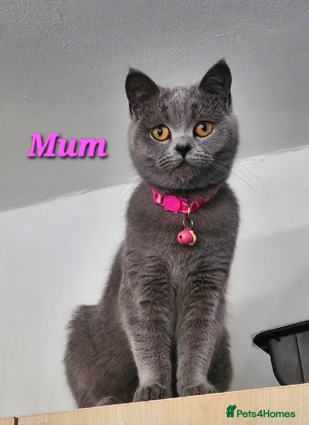 British Shorthair cats for sale: British shorthair  - Advert 2