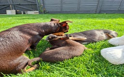Chihuahua dogs for sale: 4 stunning chocolate and tan chihuahua puppys. - Image 14