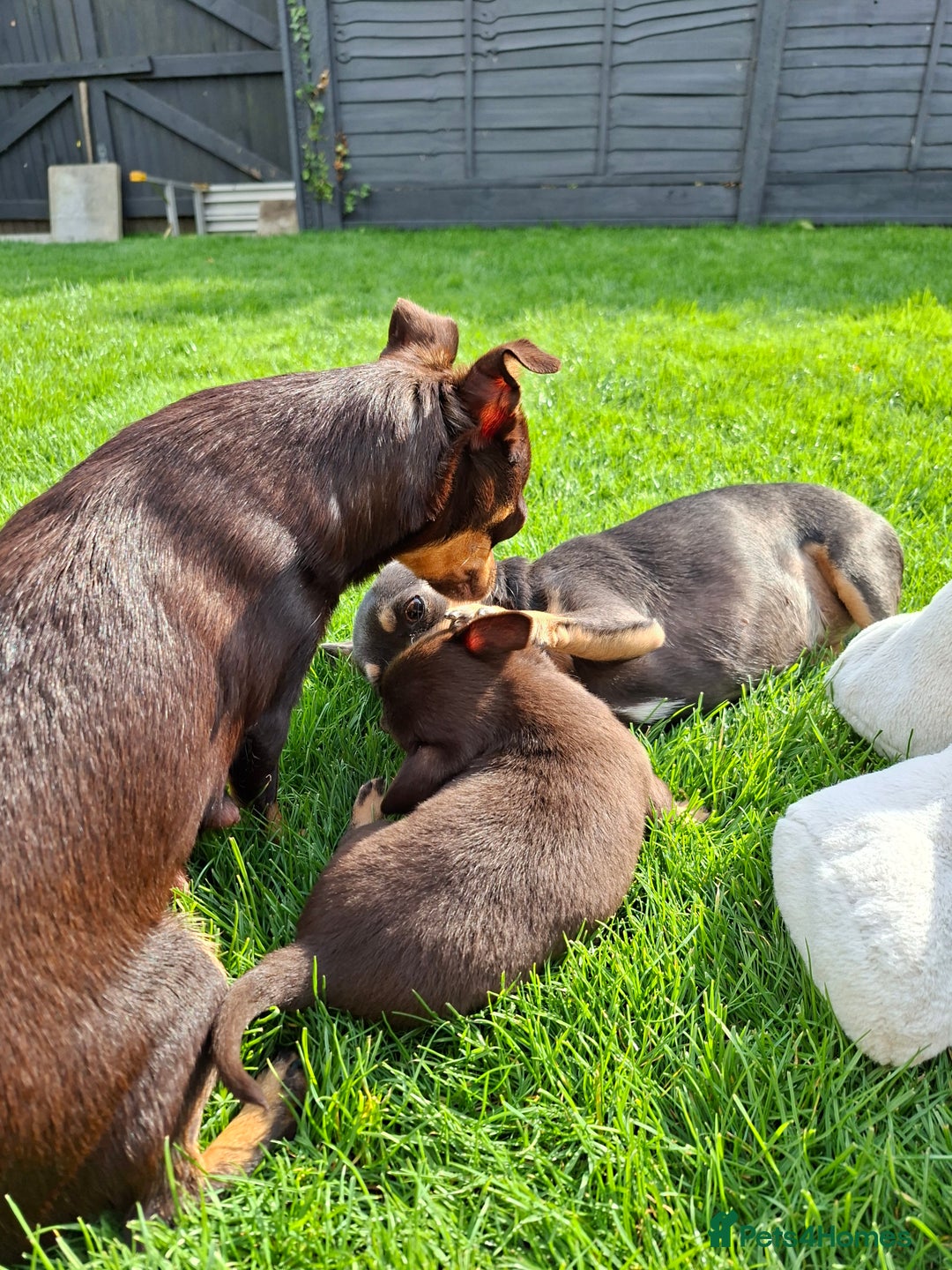 Chihuahua dogs for sale: 4 stunning chocolate and tan chihuahua puppys. - Image 14