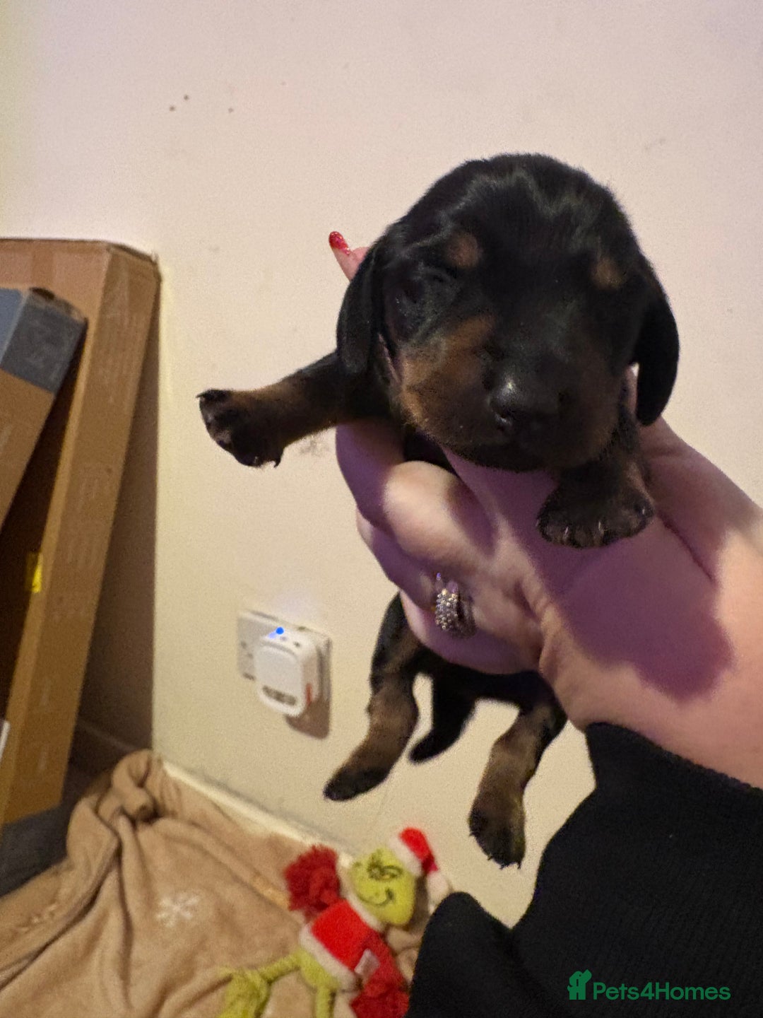 Miniature Dachshund dogs for sale: one girl miniature dachshund  - Advert 15