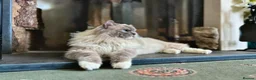 Ragdoll cats for sale: Champion bloodline Ragdoll kittens  in Mansfield - Advert 33