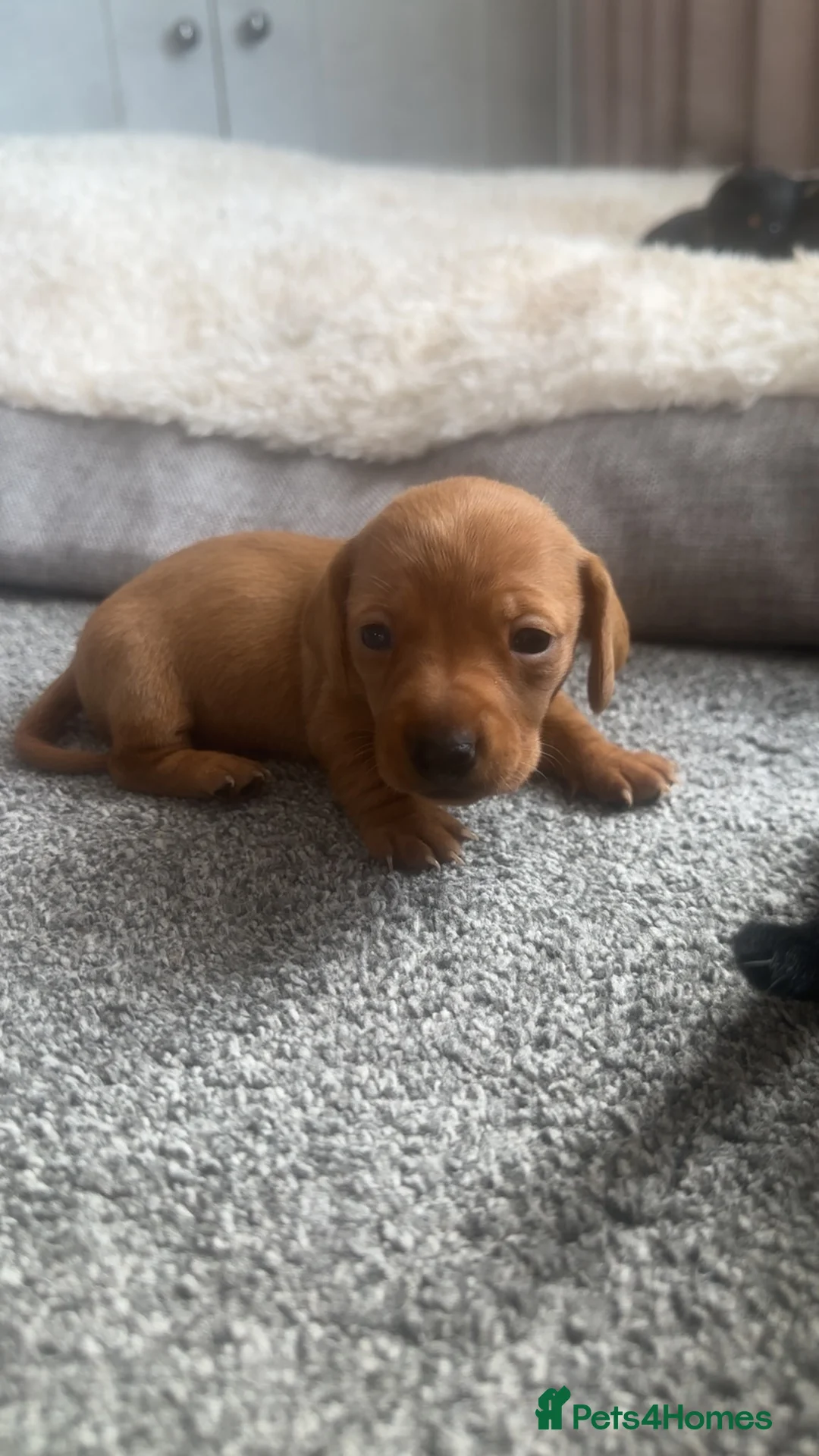 Miniature Dachshund dogs for sale: Miniature Dachshund Puppies - Advert 2