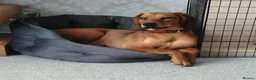 Mixed Breed dogs for adoption: Winnie Beautiful girl Looking for Forever Home  in Wirral - Advert 16