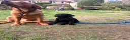 Labrador Retriever dogs for sale: Stunning KC Black Labrador Puppies- 2 boys/1 girl  in Sherborne - Advert 3