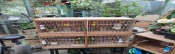 Canaries birds for sale: Male & Female Canaries for sale - Advert 3