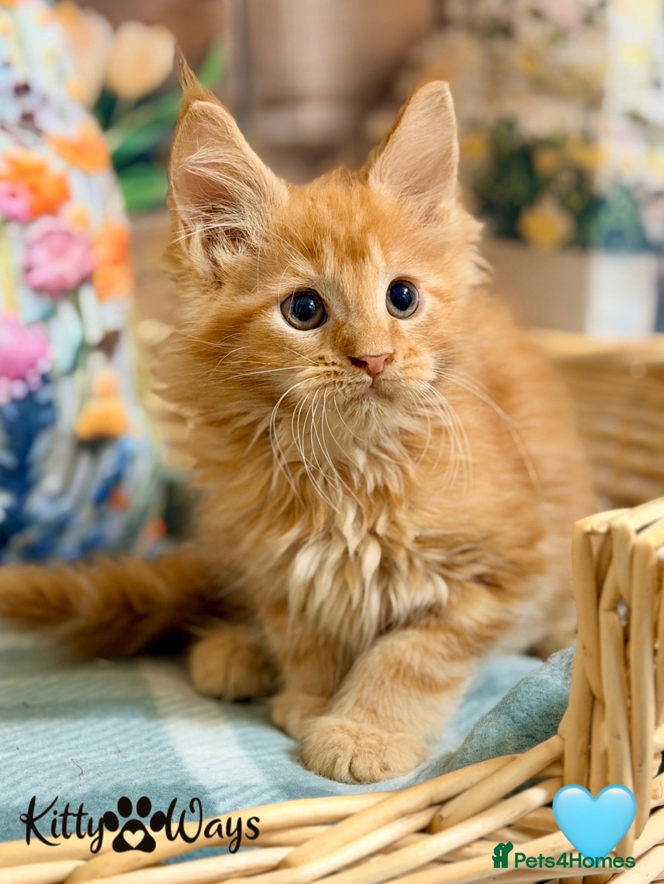 Maine Coon cats 🐾🦁 *TICA REG* GINGER MAINE COON KITTENS🦁🐾 - Advert 1