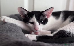 Oriental cats for sale: Ready now! Oriental shorthair kittens mix - Image 23