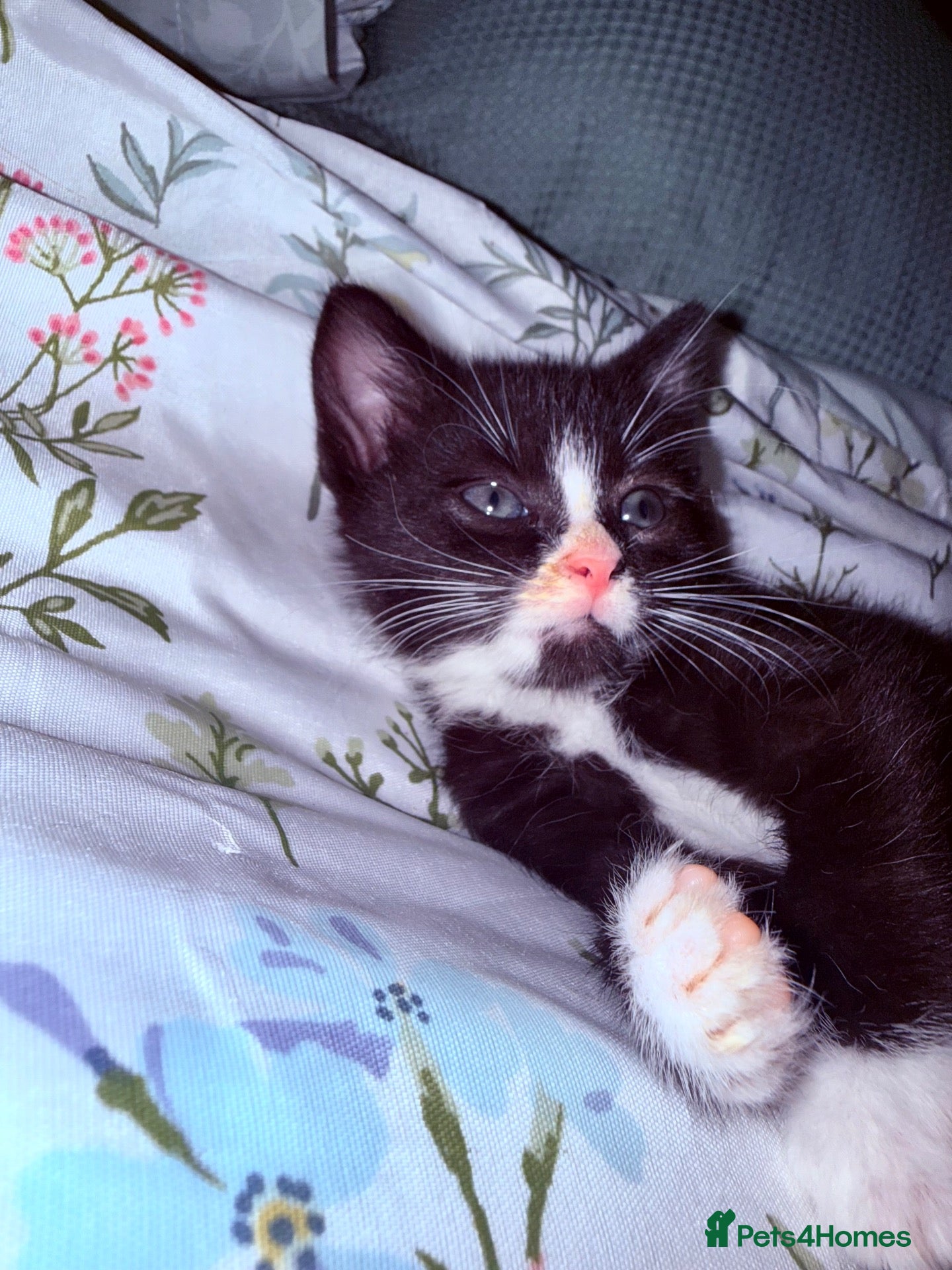 Mixed Breed cats Beautiful girls looking for forever homes - Advert 15