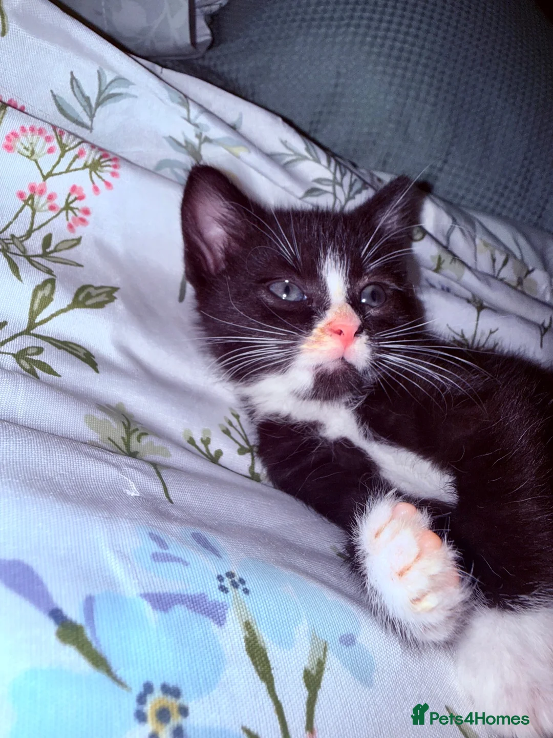 Mixed Breed cats for sale: Beautiful girls looking for forever homes - Advert 1