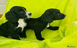 Cocker Spaniel dogs for sale: Ready now cocker spaniels  - Image 5