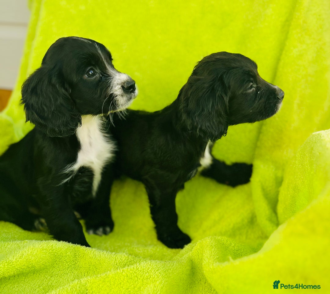 Cocker Spaniel dogs for sale: Ready now cocker spaniels  - Image 5