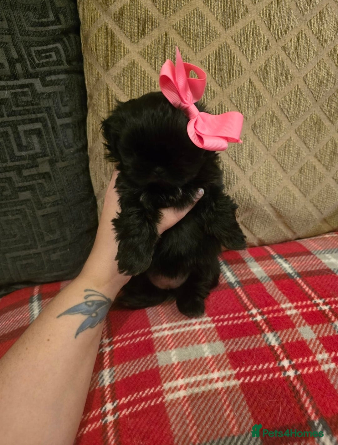 Shih Tzu dogs for sale: Imperial shihtzu  - Advert 1