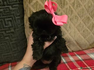 Shih Tzu dogs Imperial shihtzu - Advert 1