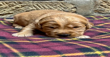 Golden Retriever dogs - Advert 1