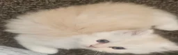 Persian cats for sale: 4 beautiful persain  kittens  for sale  - Advert 5