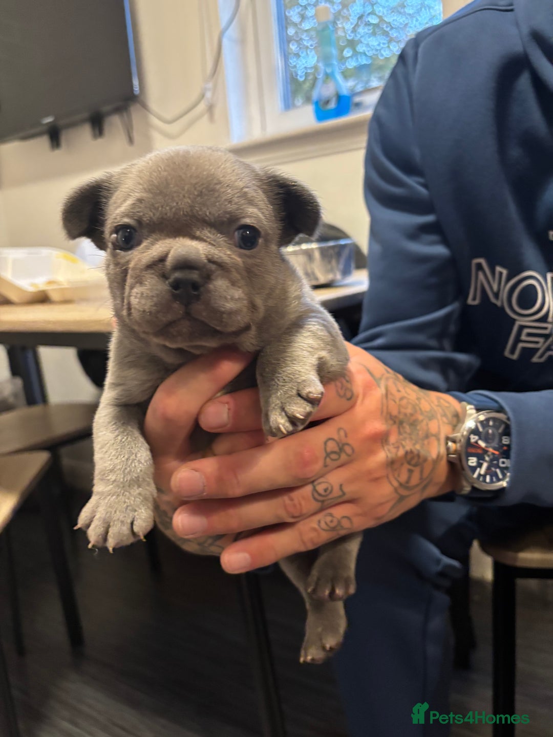 French Bulldog dogs for sale: Male French bulldog puppies  - Advert 6